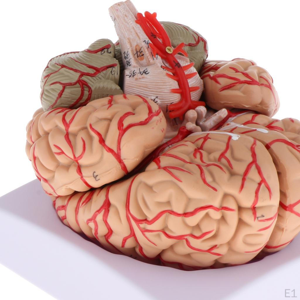 Zerlegtes Modellstudien-Lehrmittel