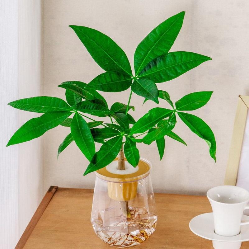 Mini samozavlažovací květináč Nádrž na ryby Průhledné plastové květináče Samozavlažovací květináč Váza pro domácí dekoraci