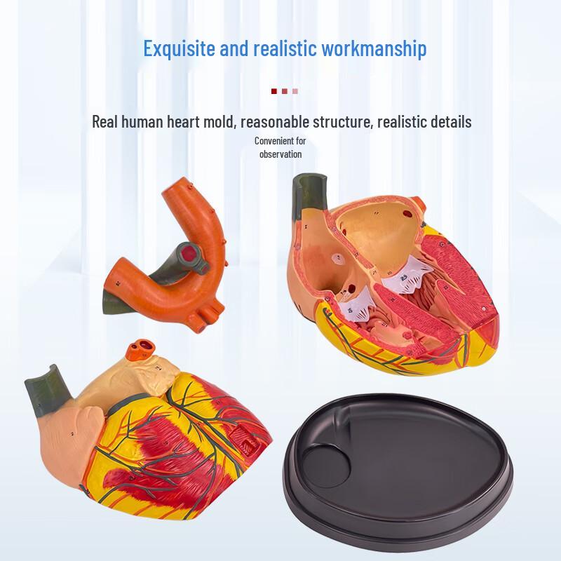 4X Magnified Human Heart Anatomy Model