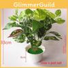 Pothos Evergreen Potted Plant With Durable Material For Wedding Decor And Outdoor Use
