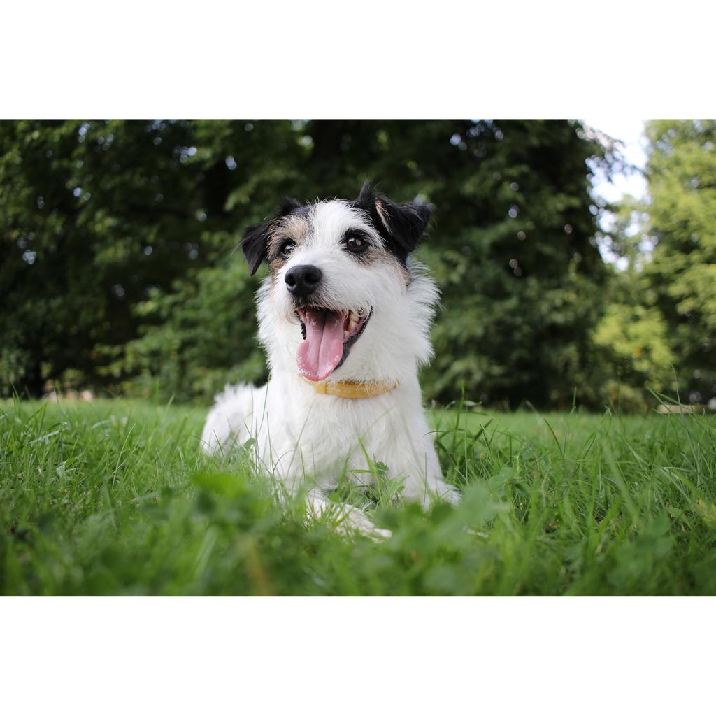 Canon EF-S24mm F2.8 STM Weitwinkel-Festbrennweite für APS-C-Kameras