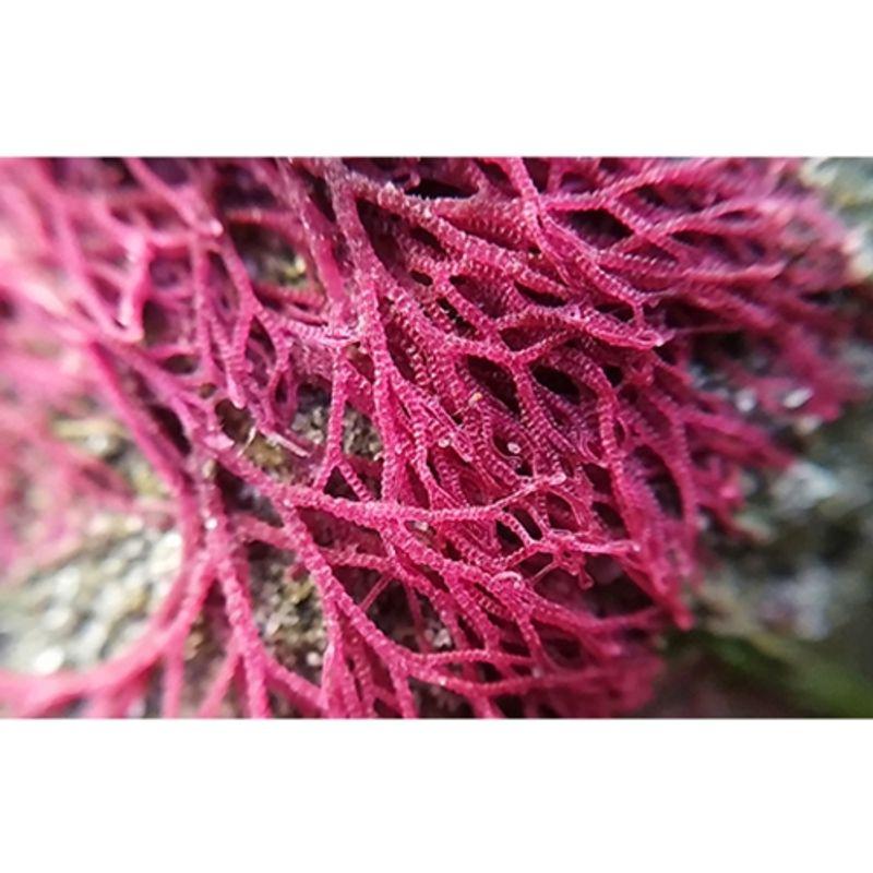 Sanatur 100% Vegetable Calcium 100 Capsules