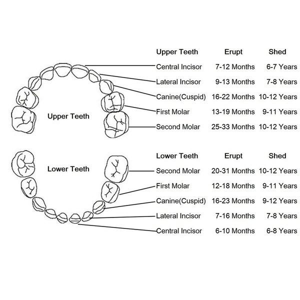 10 Sprachen: Englisch, Niederländisch, Spanisch, Portugal, Französisch, Russland. Baby-Zahnbox aus Holz, Organizer, Milchzähne, Aufbewahrung, Zähne sammeln, Nabelschnur, Gifs speichern