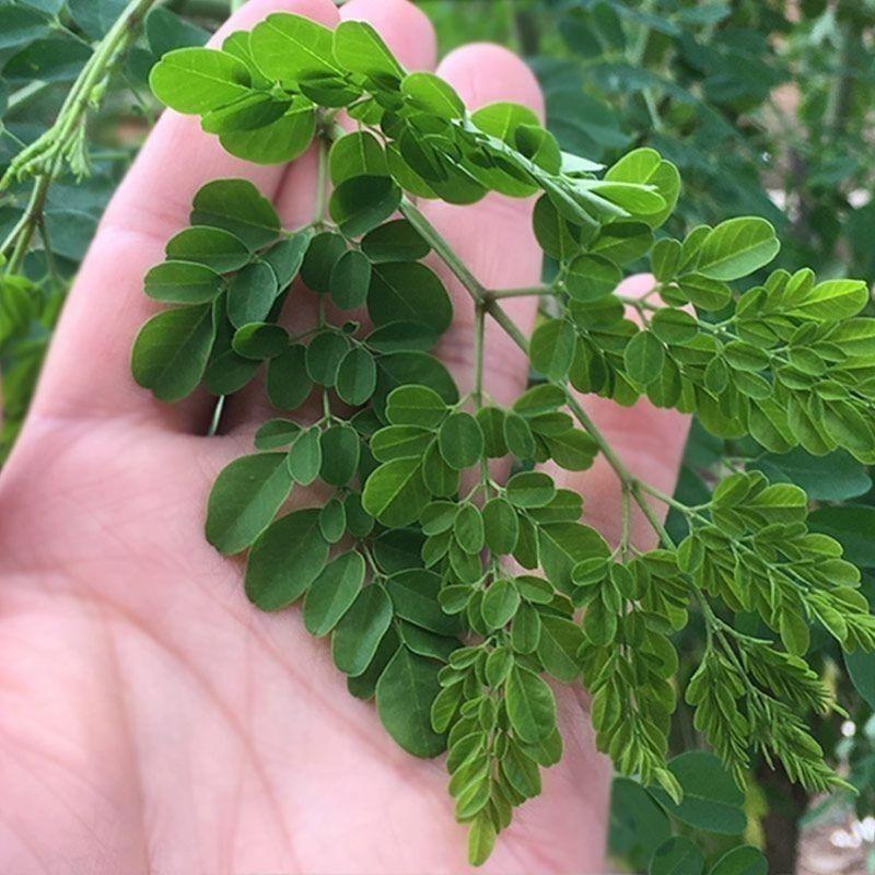 New Leaf Natural Yunnan Moringa Tea Moringa Leaves