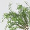 Real Touch Artificial Asparagus Branches Handmade Fake Plants  Outdoor Garden Decor