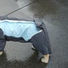 Waterproof Dog Tail Raincoat Washable Dog Hoodie Vest Accessories Walking the Dog