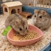 Voor dieren – Knaagdieren