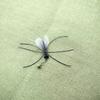 Simulation Insects Cat Teasing Stick Replacement Head Toy Mosquitoe Moth Flower Cow Shape Pet Toys