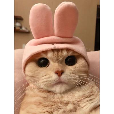 Diamante 5D fai da te pittura diamante "gatto" mosaico punto croce modello artistico diamante ricamo artigianale decorazione della casa