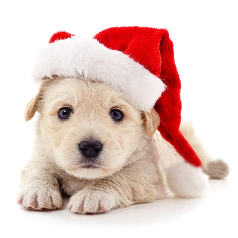 Pet Christmas Hat Decorations, Plush Hats for Dogs and Cats, Cute and Interesting Decorations To Enhance The Festive Atmosphere