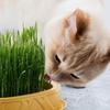 Seed Sprouting Trays Planting Hydroponics Boxes Soilless Hydroponic Cat Grass Case  Pet Supplies