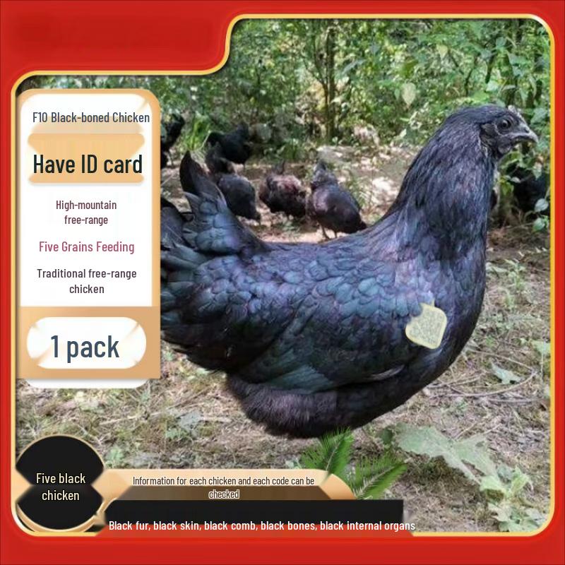 Yuanlinshan F10 Free-Range Black Chicken