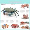 Pești și animale marine – Decorul acvariului