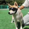 Outdoor Travel Puppy Dog Goggles for Small Medium Dogs Ultraviolet-proof Pet Sunglasses Shiba Inu Glasses mascotas Accessories