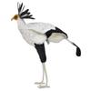 BH7639 HANSA Secretarybird 59