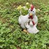Decorative Hen Figure with Chick, Sculpting Face and Wing Detail, Resin Small Planter Pot for Farm Theme Farmhouses Shelf, Cabinet, or Garden Patios