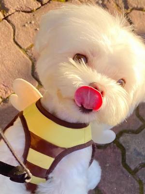 Köpek – Köpek Tasmaları ve Tasma Kayışları