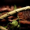 Geckos Climbing Vine PU Small Pet Easy to Bend Branch Geckos Climbing Vine Fish Tank Landscape Branch for Lizards