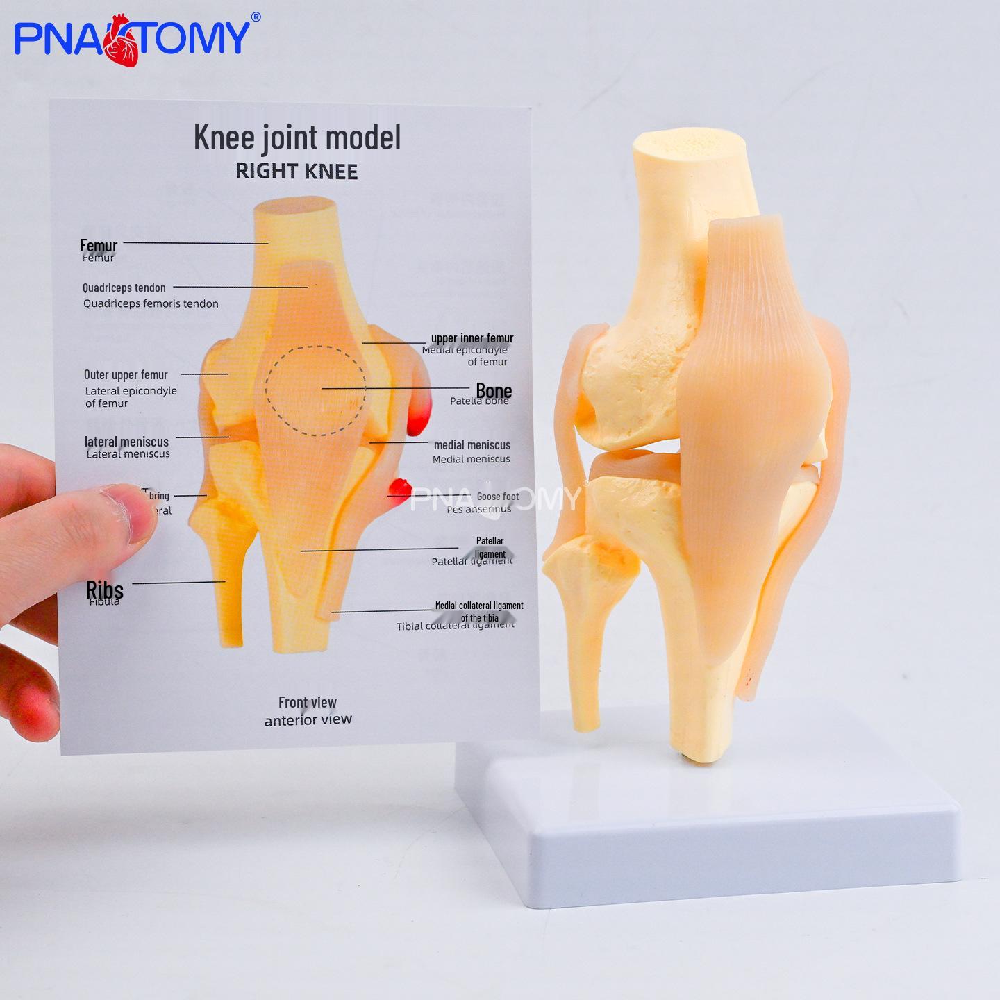 Human Knee Joint Functional Model - Medical Skeletal Model PNT-Z1002