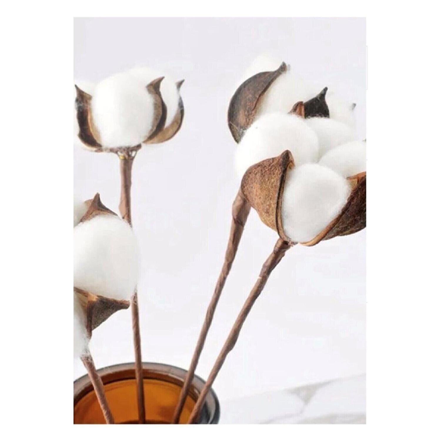 

Natural Cotton Branches White 6 Pieces