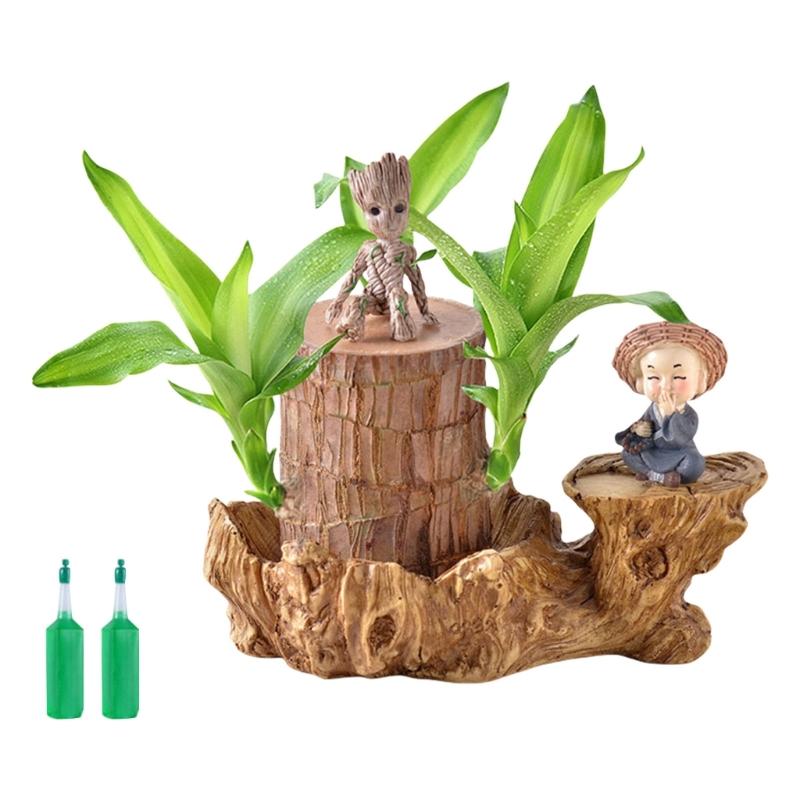 Brazilian Lucky Tree Water Culture Indoor Air Purifier Desk Planter Ceramic White Pot Meditations Decors