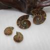 Elegant Pair Natural Ammonite Fossil Conch Specimen For Healing And Home Decor