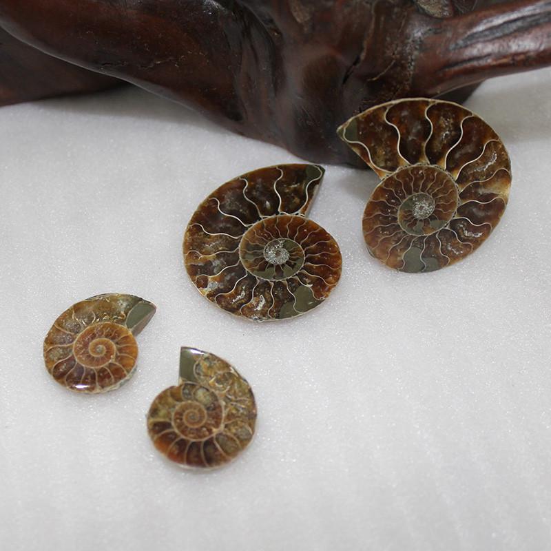Elegant Pair Natural Ammonite Fossil Conch Specimen For Healing And Home Decor