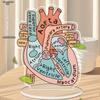 Anatomisch hartmodel, 2D-model van acryl voor anatomieonderwijs, decoratie voor de vier seizoenen, originele woondecoratie, perfect en duurzaam voor de slaapkamer.