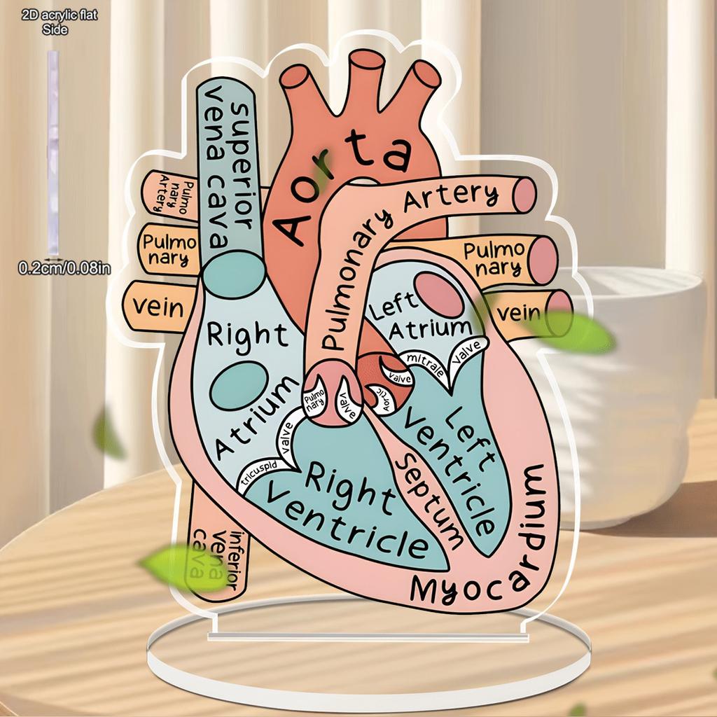 Anatomisch hartmodel, 2D-model van acryl voor anatomieonderwijs, decoratie voor de vier seizoenen, originele woondecoratie, perfect en duurzaam voor de slaapkamer.