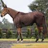 Caparison  Protective Tear-Resistant Mesh Horse Fly Sheet Comfy Equine Summer Sheet Breathable and UV