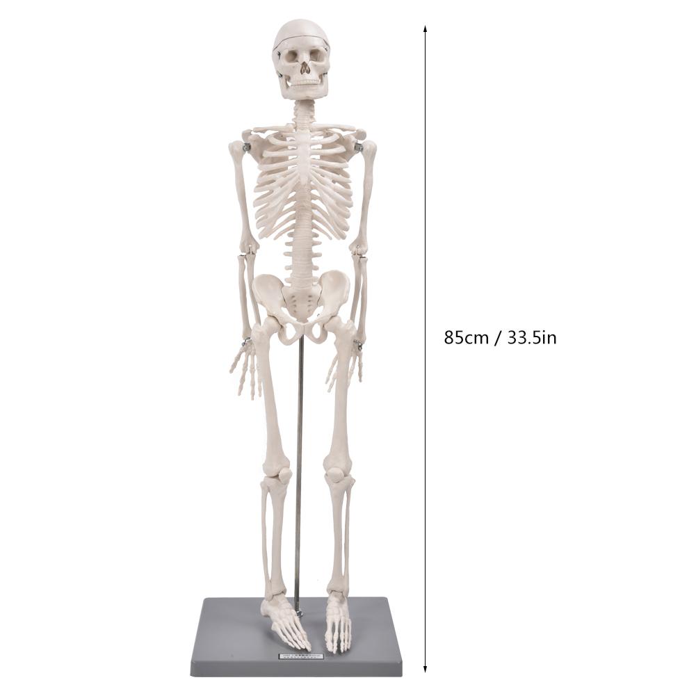 YAOJING PVC Human Skeleton Model,85CM Scientific Human Anatomy Teaching Tool 9.17 YAOJING PVC Human Skeleton Model,85CM Scientific Human Anatomy Teaching Tool 9.17