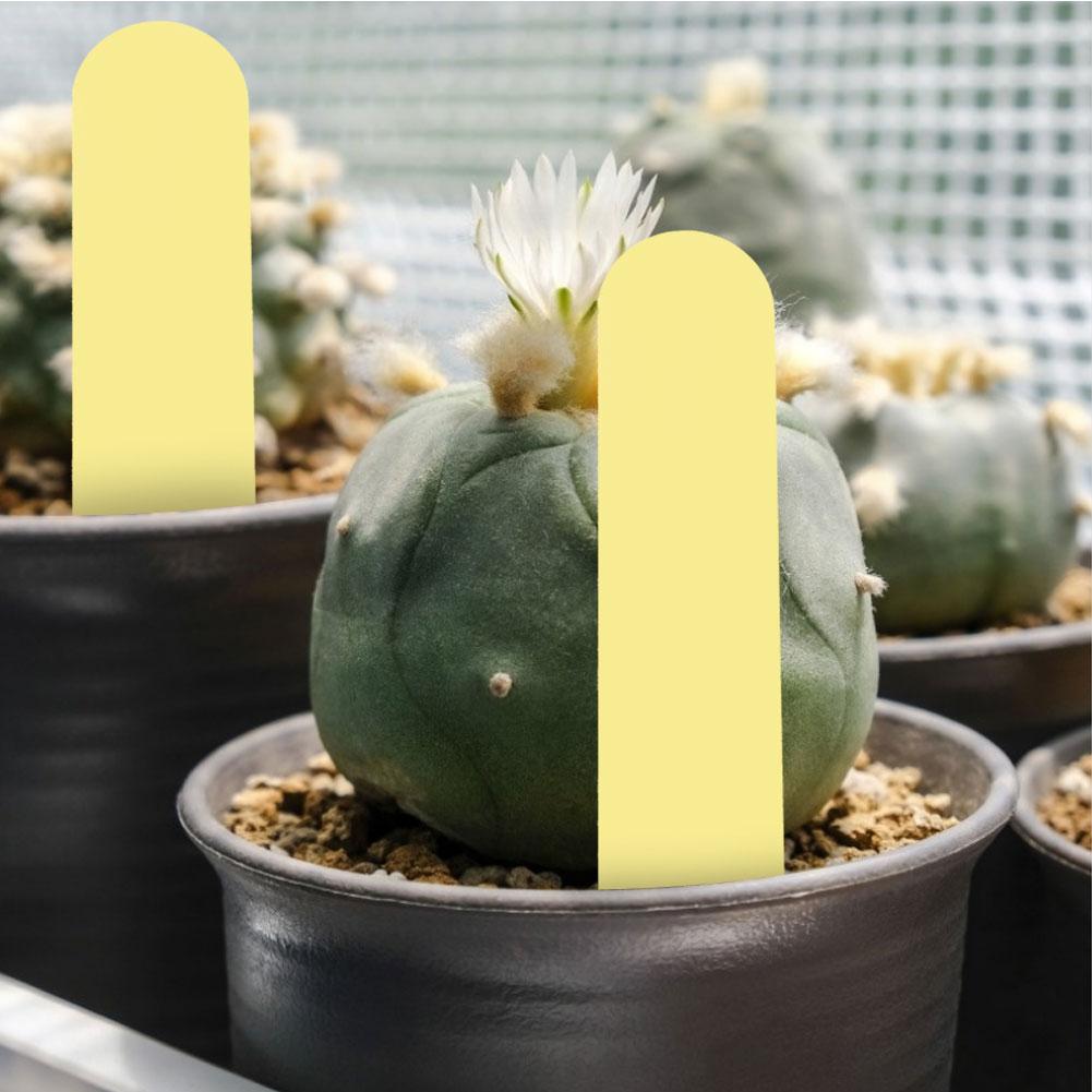 100 stk PVC Hage Plantepotemarkører Stikketiketter Gård Planteskole Frøetikett (Gul)