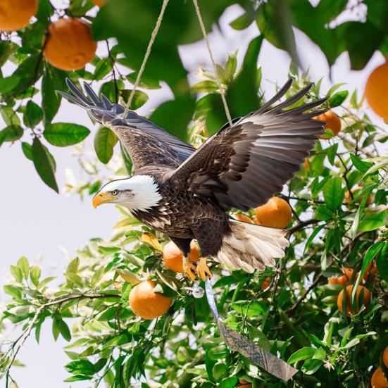 Κρεμαστή Ψεύτικη Κουκουβάγια 2D Επίπεδη Κουκουβάγια Ομοίωμα με Ανακλαστική Ταινία Διακόσμηση Αετού με Κουδούνι για να Απομακρύνει τα Περιστέρια