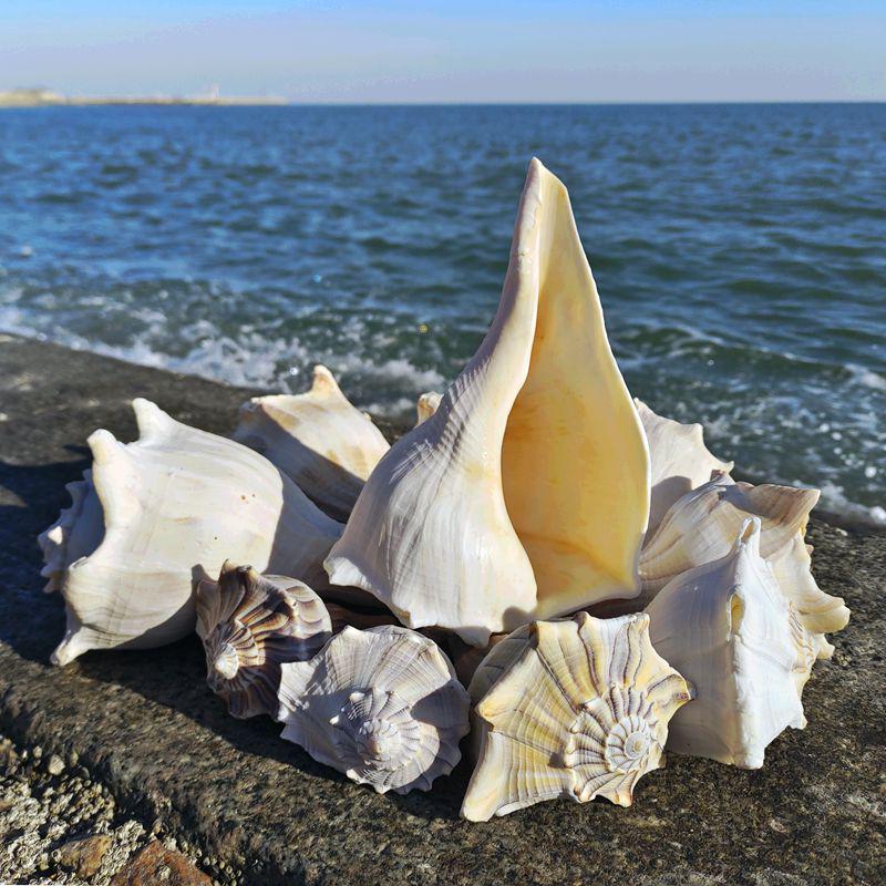 Large Conch Seashell Ornament for Wall Decor, Aquarium Aquascaping, and Sea Sound Collection