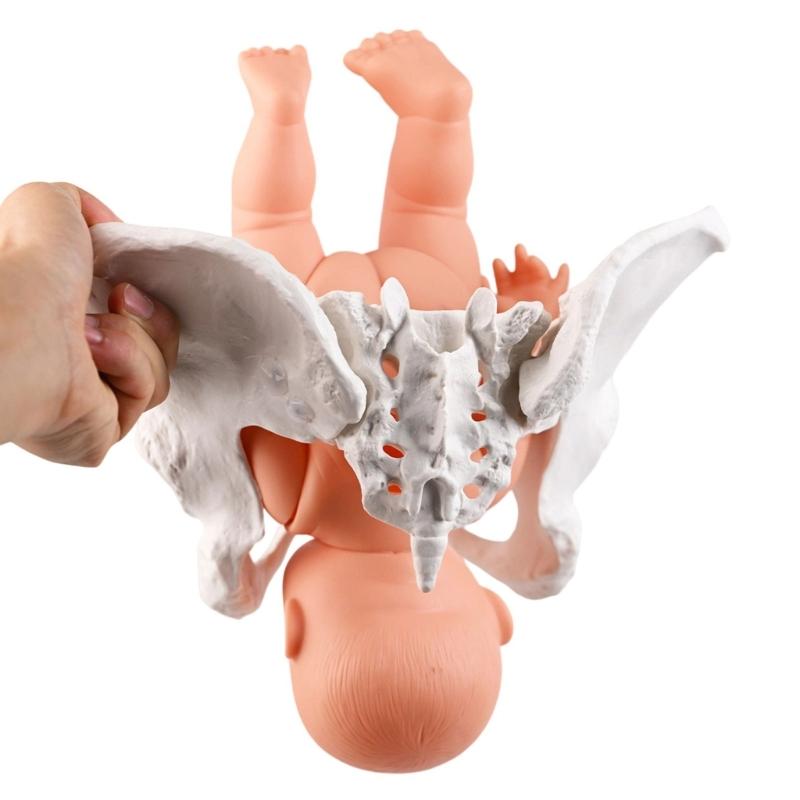 Modelo de Pelve Humana Feminina com Modelo de Esqueleto Pélvico Feminino de Bebê Auxílio de Ensino de Obstetrícia para Educação Científica