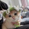 Handmade Pet Cap Crochet Cat Headwear Unique Cat Knitted Hat  Puppy Style