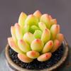 Spring Bud Mini Succulent Combo - Jelly-colored, Fragrant, Cute Indoor Potted Plants