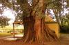 SAFLAX Peepul Tree / Sacred Fig - 100 Seeds - Ficus Religiosa