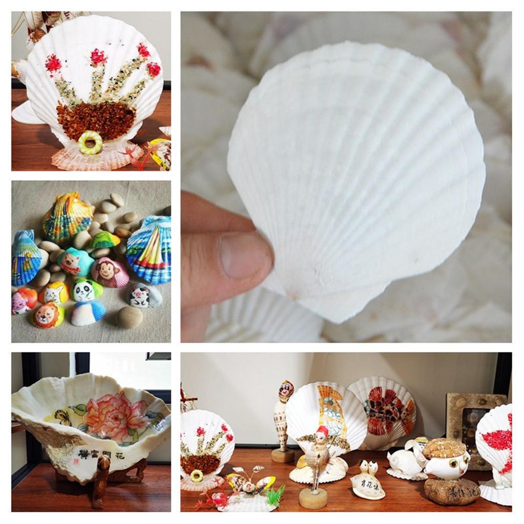 Pack of 20 Large White Scalloped Shells for Crafts Painting Baking Ocean Themed Party Decoration And Home Accent 6-8cm