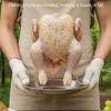 Steel Chicken Vertical Roasting Rack For Outdoor Grilling And Family Gatherings Easy To Clean Multipurpose Cooking Tool