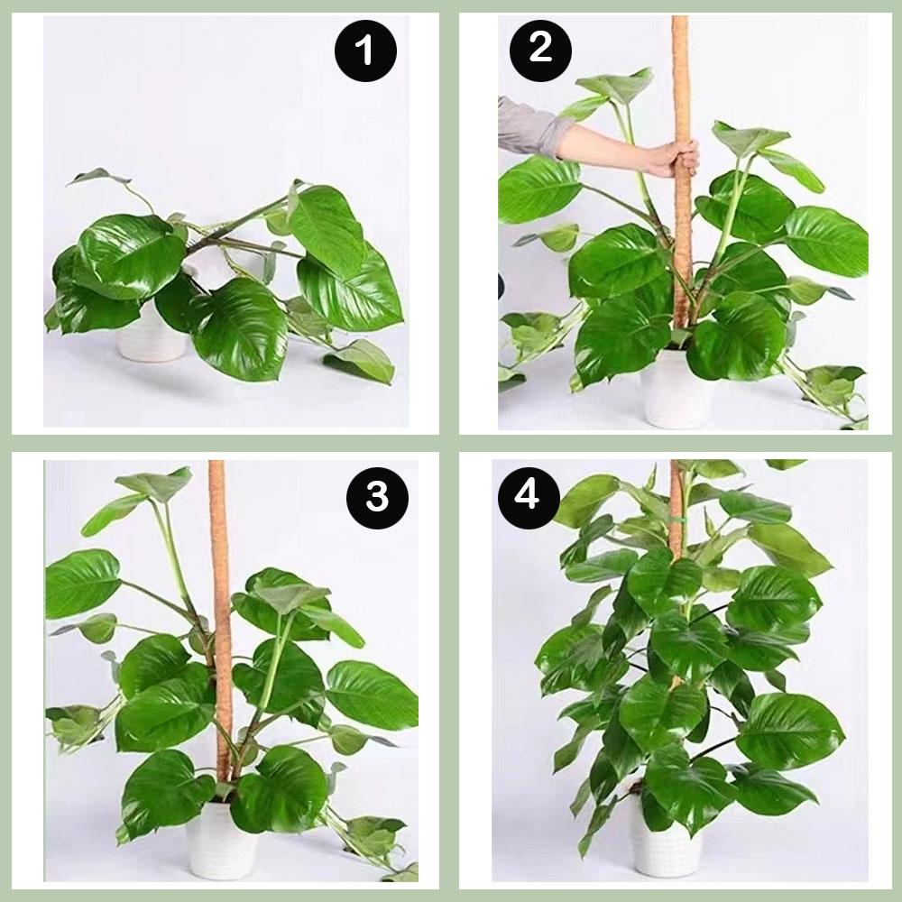 philodendron caramel marble pink variegata Philodendron Caramel Marble Variegata  Foliage Dreams