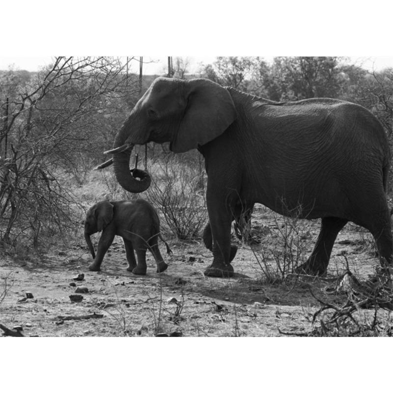 

Черно-белые животные слоны искусство холст живопись плакаты и принты семейство слонов настенные картины для декора гостиной 21cm×30cm NoFrame