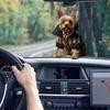 2D Acrylic Dog-Shaped Car Pendant Hanging Ornament Chain Realistic Animal Rearview Mirror Hanging Decor Car Interior Accessories
