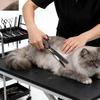 Sangelar 6.5 inch Colorful Pet Hair Scissors Thinning Scissors Pet Grooming Dog Scissors Professional Teddy Animal Hair Thinning Shear