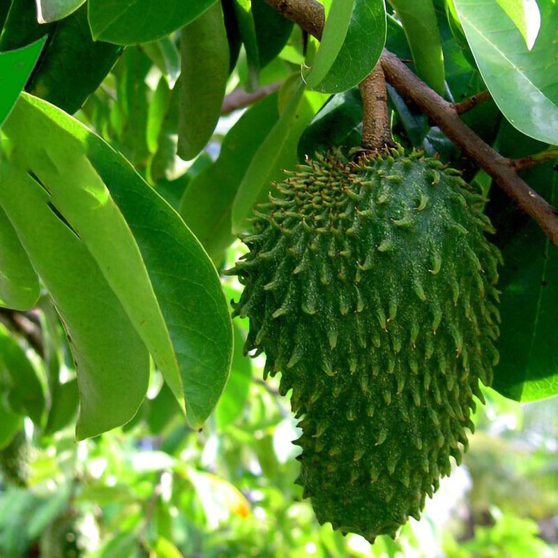 ORGANIC Soursop Guanabana Graviola Guyabano Annona muricata 40pcs Tea Bags