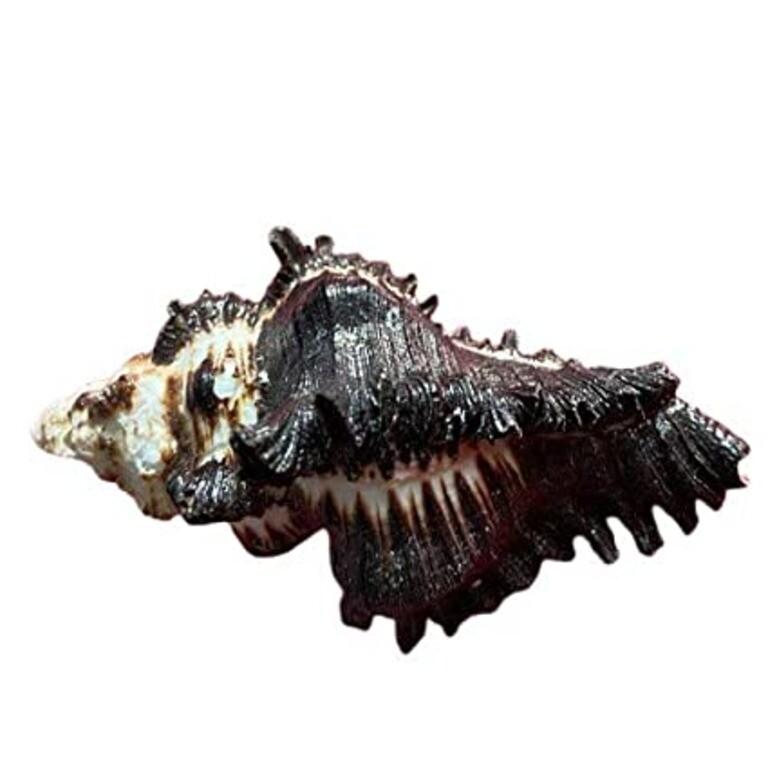 Natural Shani Sankh for Puja. 8 Cm JL286093830033