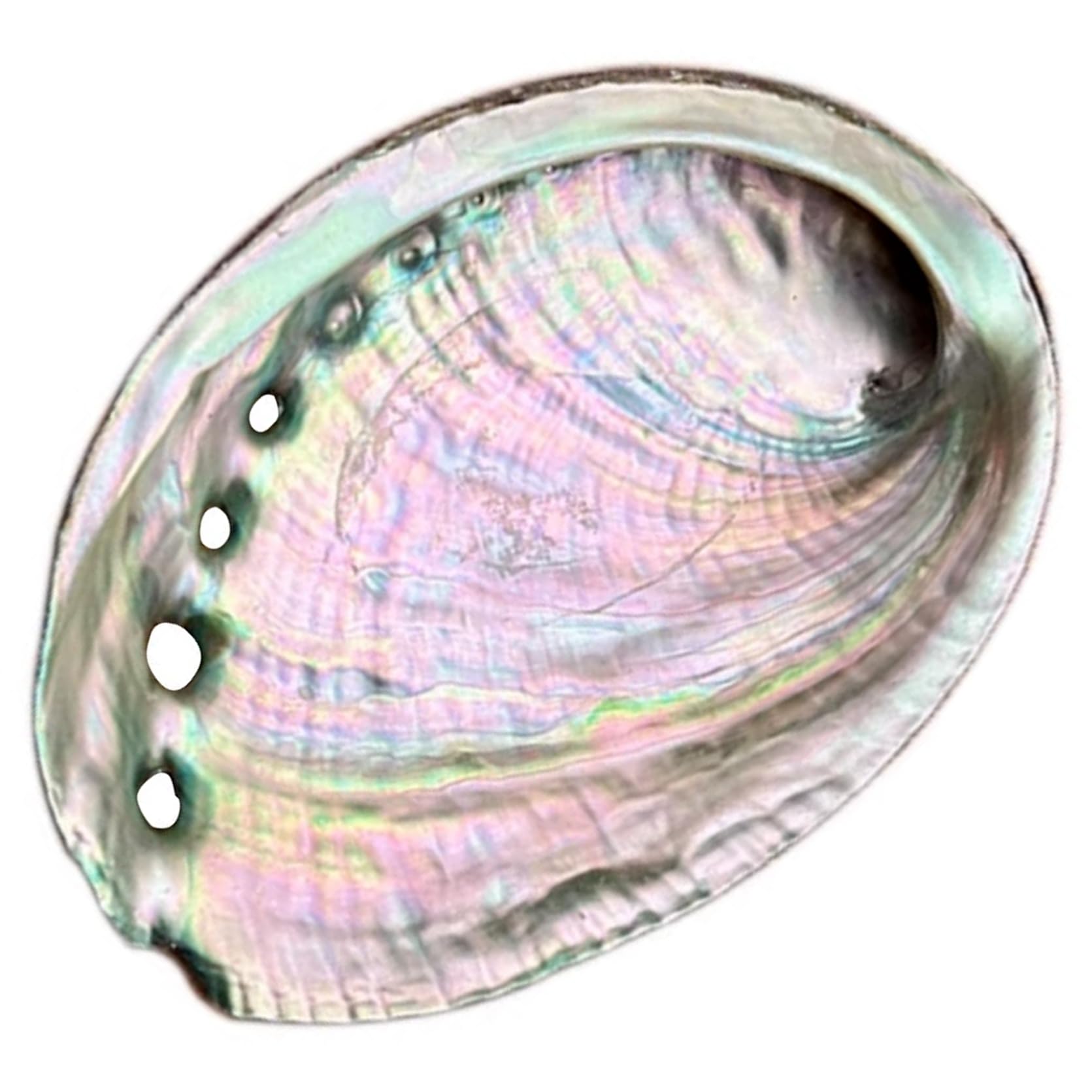 

Очищающая тарелка из белого шалфея, тарелка для пало санто, тарелка для шалфея, палочка из шалфея и раковина Авалон для очищения, исцеления и исцеления (Авалон Шелл)