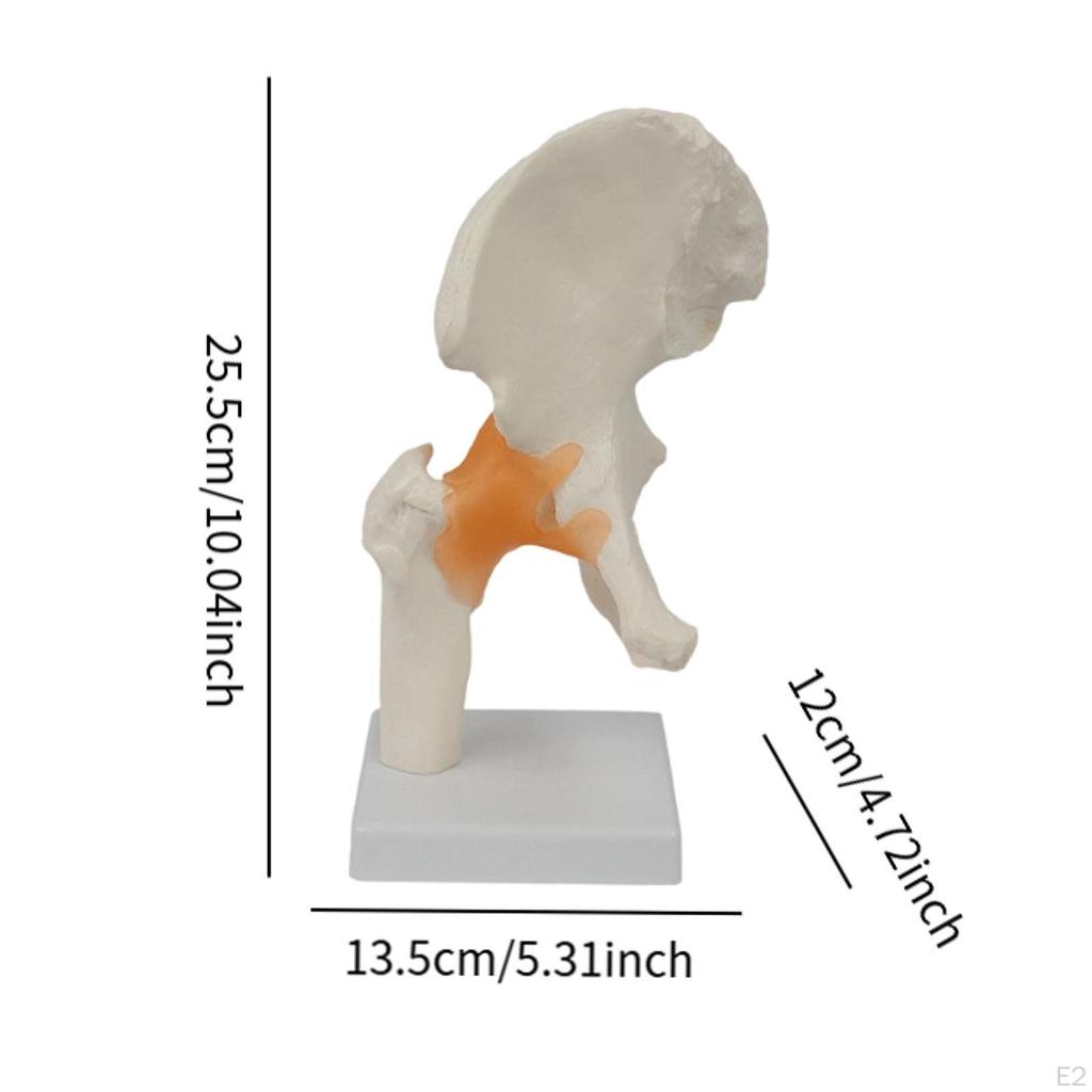 Ligament Hip Joint Model Sturdy Teaching Aids for Office School Bone Doctors