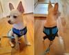 Breathable Mesh Small Dog Pet Harness and Leash Set  Puppy Vest Pink Red Blue Black For Chihuahua
