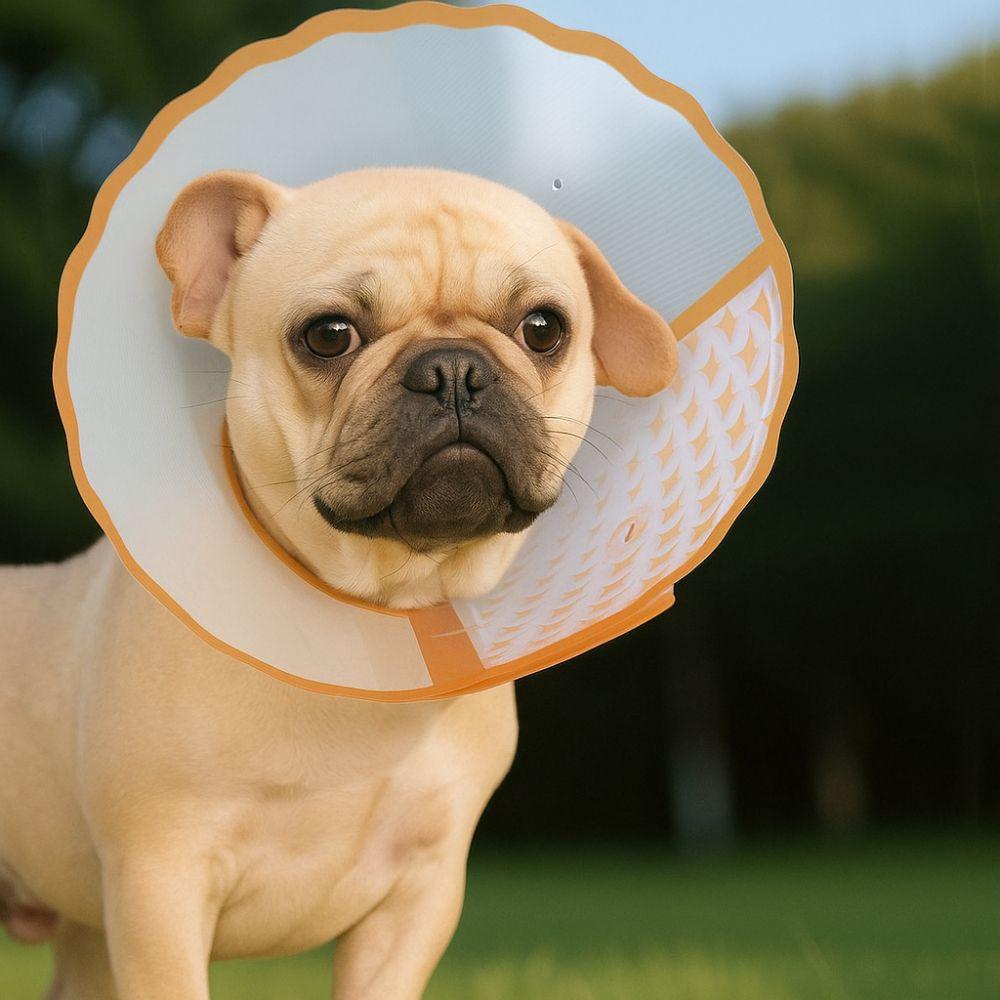 Anti-Chew Cat Elizabethan Collar Adjustable Dog Anti-Bite Collar Cat Protective Collar  Pet Care